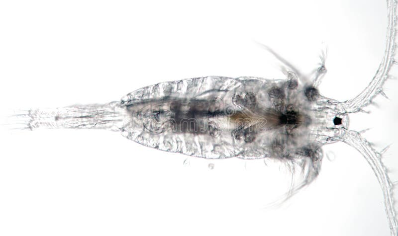 Copepod crustáceo aquático de água doce Diaptomidae do zooplankton fotografia de stock royalty free Copepod crustáceo aquático de água doce Diaptomidae do zooplankton fotografia de stock royalty free