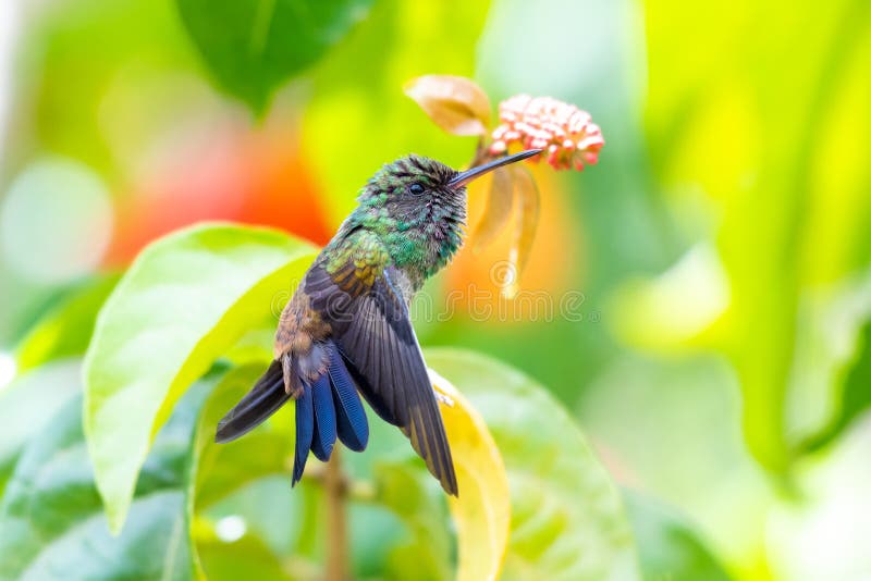 Coperrumado colibrí estirándose en una planta tropical foto de archivo libre de regalías