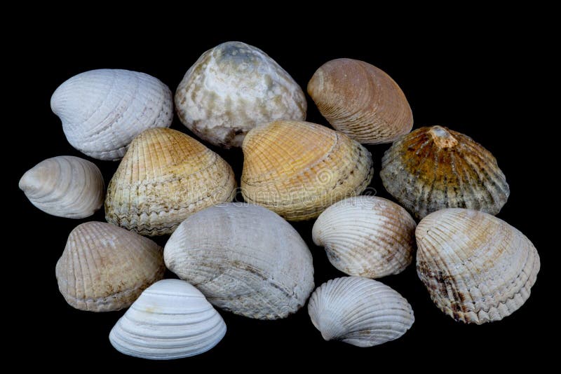 Coperture del mare su una priorità bassa nera fotografia stock libera da diritti Coperture del mare su una priorità bassa nera fotografia stock libera da diritti