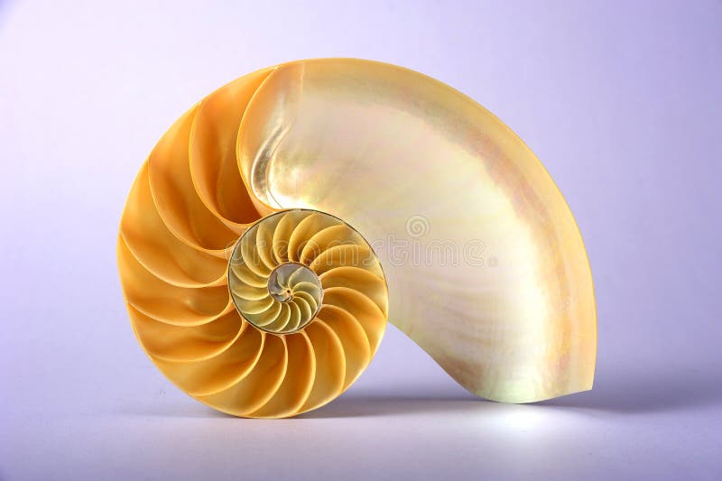 Coperture del Nautilus fotografie stock libere da diritti Coperture del Nautilus fotografie stock libere da diritti