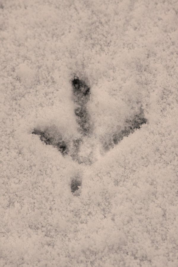 Copie simple de pied de poulet dans la neige blanche givrée photo libre de droits Copie simple de pied de poulet dans la neige blanche givrée photo libre de droits