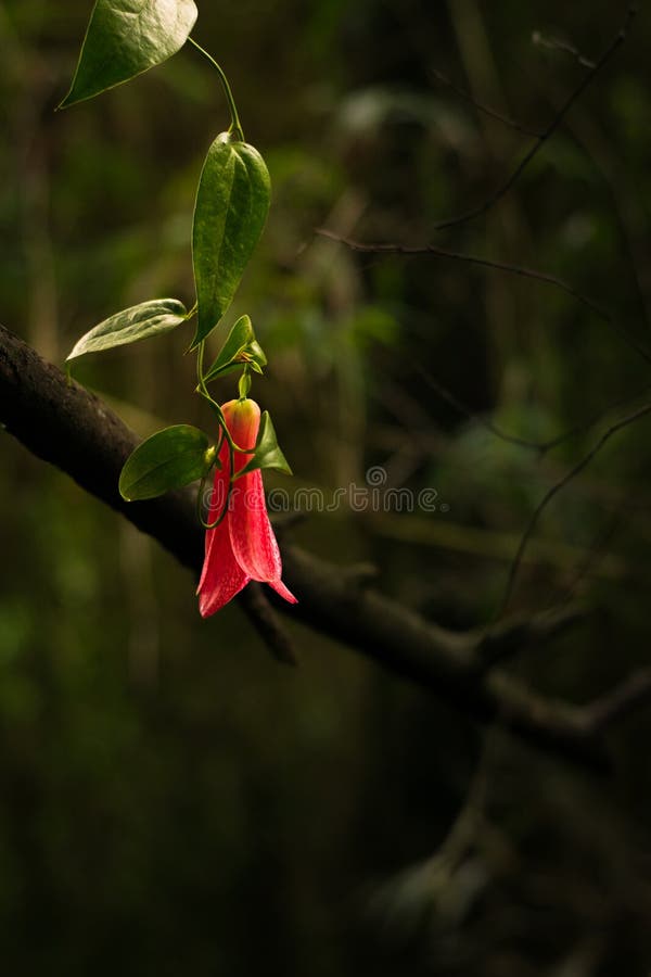 Copihue, Flor Tradicional Chilena En El Bosque Foto de archivo - Imagen de  bosque, chileno: 155877966