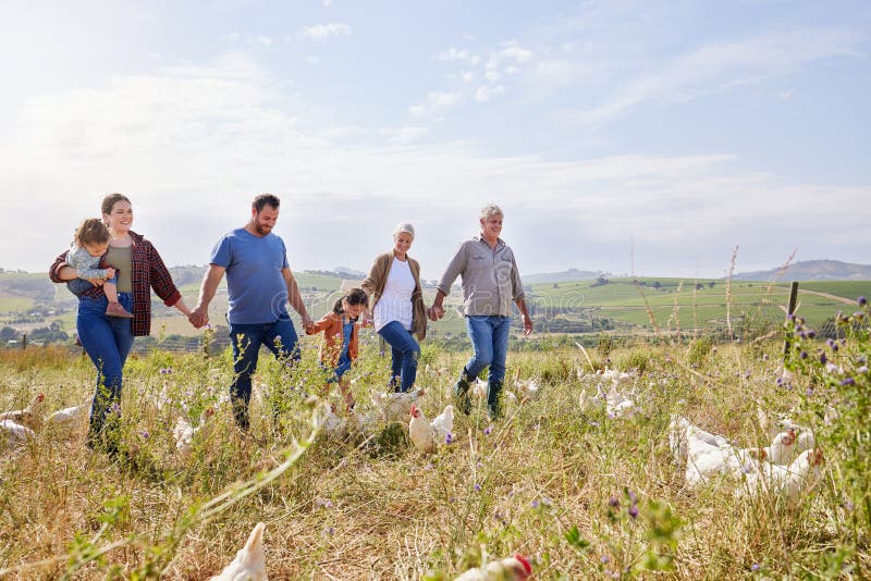 Copii de familie și ținându-se de mână la puii de fermă și mergând pe câmp vara sau în aer liber pentru a se lega în mediul rural stock photos