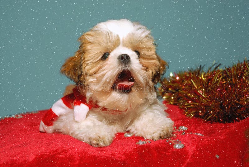 Copos de nieve de cogida imagen de archivo. Imagen de cielo - 3652009