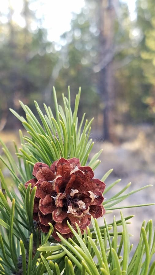 Copper Colored Pine Cone Snuggled in Bright Green Pine Needles Stock