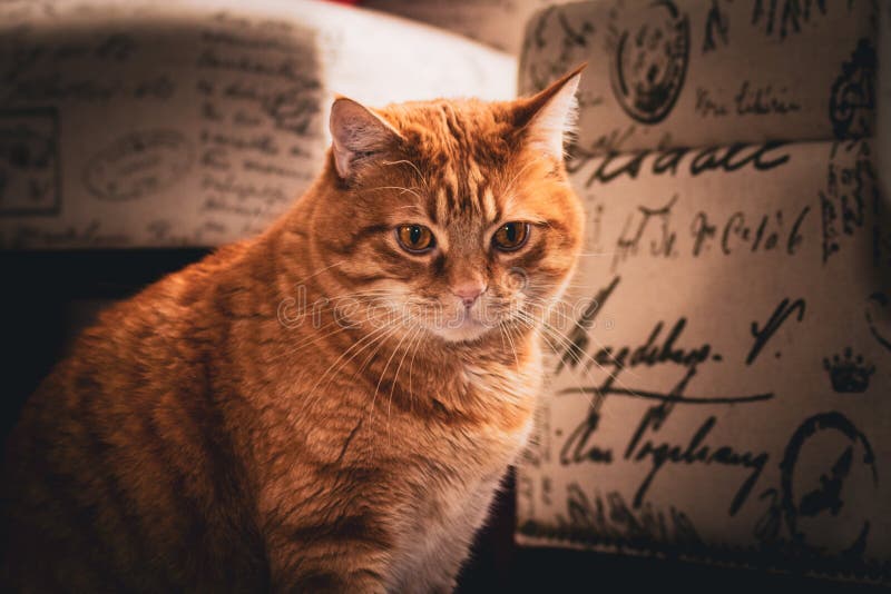 mackerel tabby cat copper eyes mackerel tabby cat copper eyes