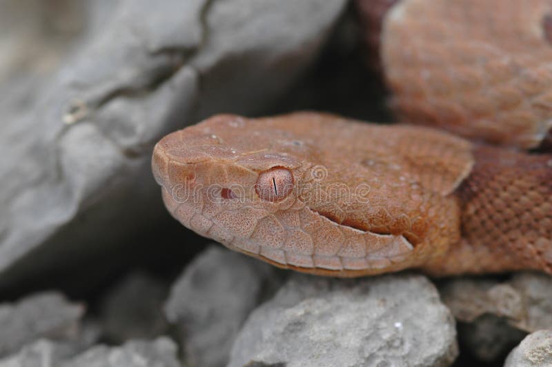 Copper Eyes Picture. Image 8902962