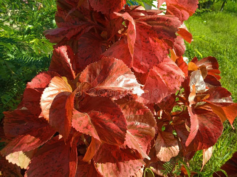 Acalypha Wilkesiana, Common Names Copperleaf and Jacob’s Coat, is an
