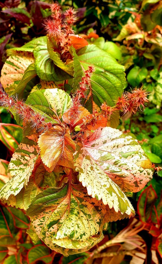 Big copper leaf stock photo. Image of plant, design, nature 766616