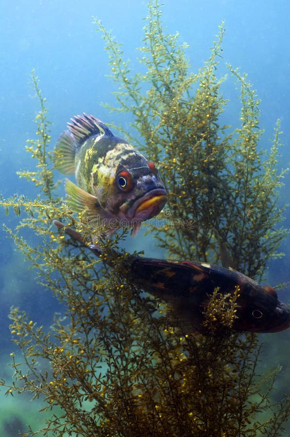 Copper Rock Fish