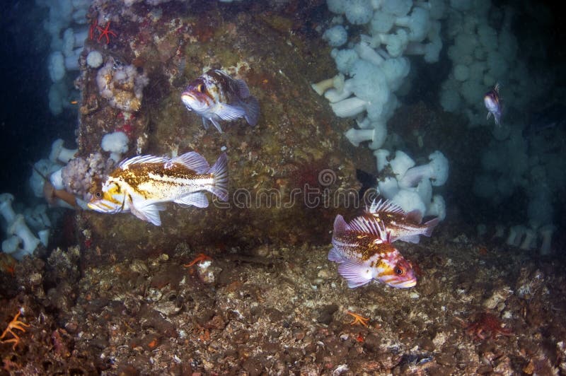 Copper Rock Fish