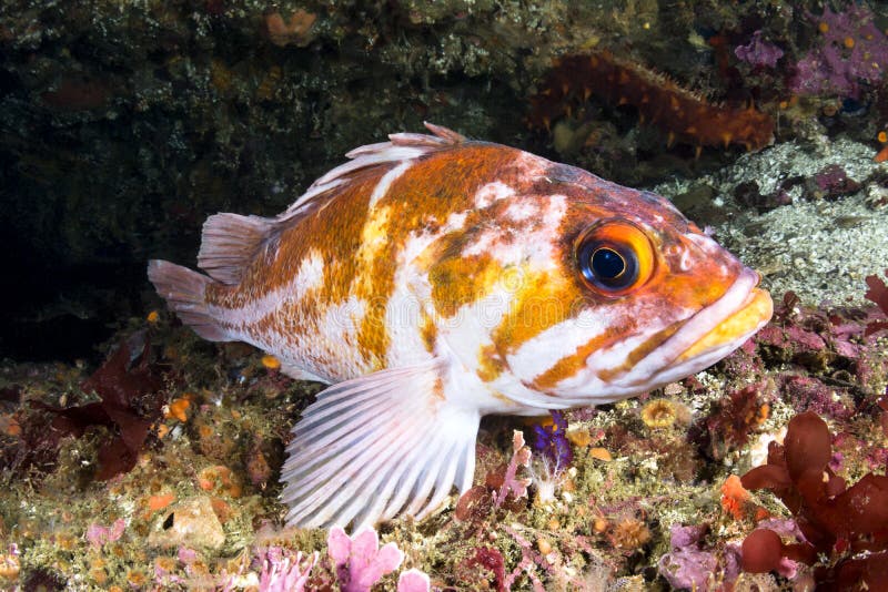 Copper rockfish stock photos Copper rockfish stock photos
