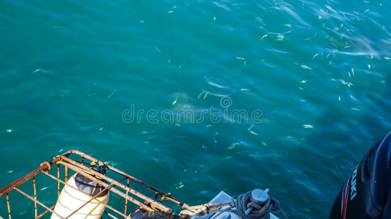 Copper sharks swimming around lure and tourist boat floating cage South Africa attraction stock photos Copper sharks swimming around lure and tourist boat floating cage South Africa attraction stock photos