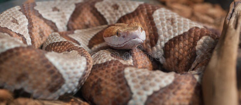 Copperhead en espiral imagen de archivo libre de regalías Copperhead en espiral imagen de archivo libre de regalías