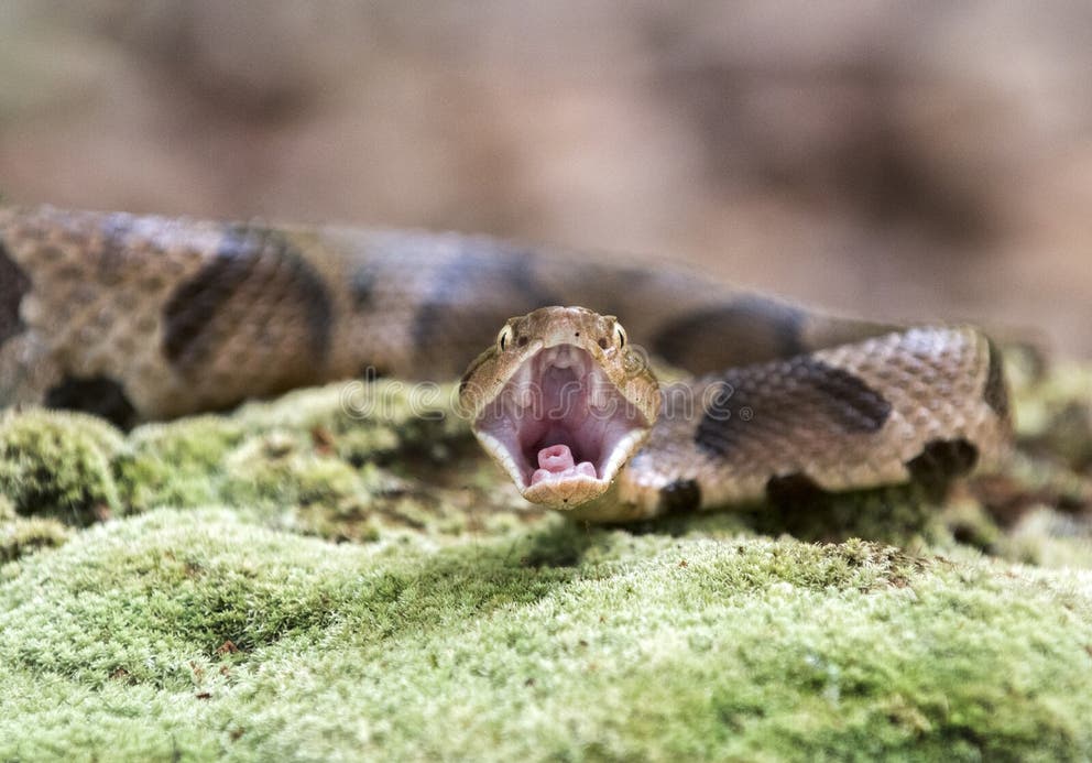 671 Open Mouth Snake Stock Photos - Free & Royalty-Free Stock Photos