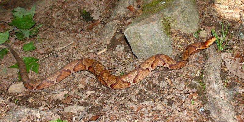 Copperhead Schlangen Alabama Wild Lebende Tiere Stockfoto Bild Von Serpentine Vereinigt 80085880