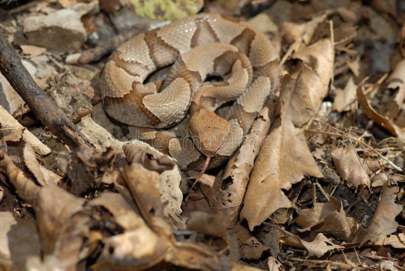 Copperhead snake