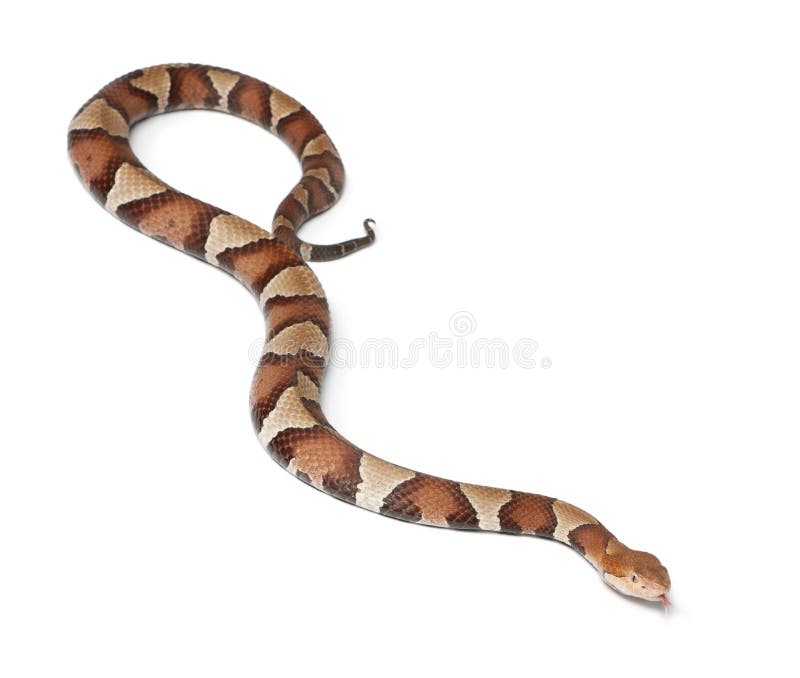 Copperhead Snake or Highland Moccasin Stock Photo Image of moccasin
