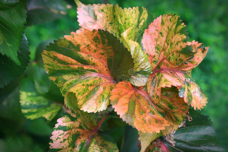 Copperleaf Plant Aka Jacob's Coat Stock Photo Image of blooming