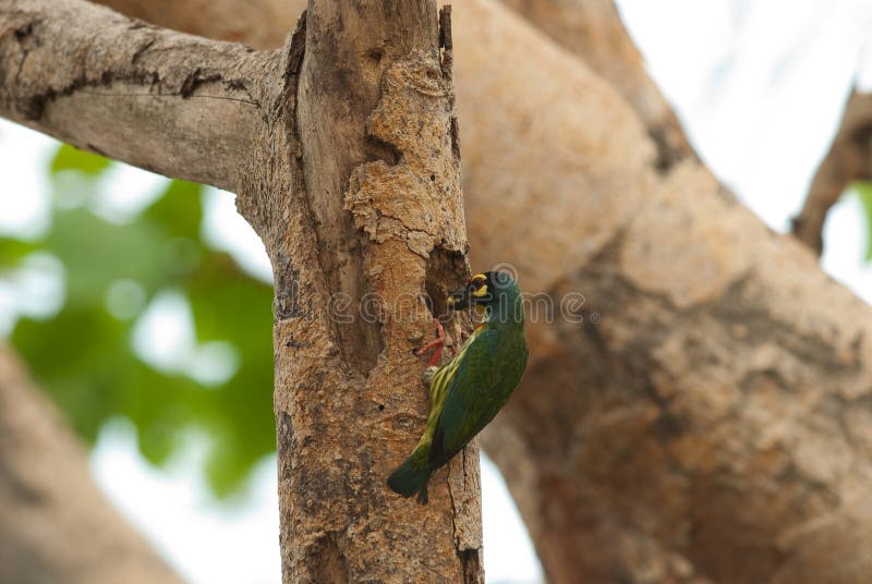 Coppersmith barbet. Beautiful, meal.