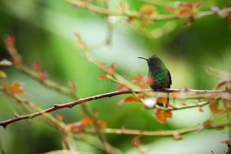 Coppery-headed Emerald sitting on branch, bird from mountain tropical forest, Costa Rica, bird perching on branch stock photo Coppery-headed Emerald sitting on branch, bird from mountain tropical forest, Costa Rica, bird perching on branch stock photo