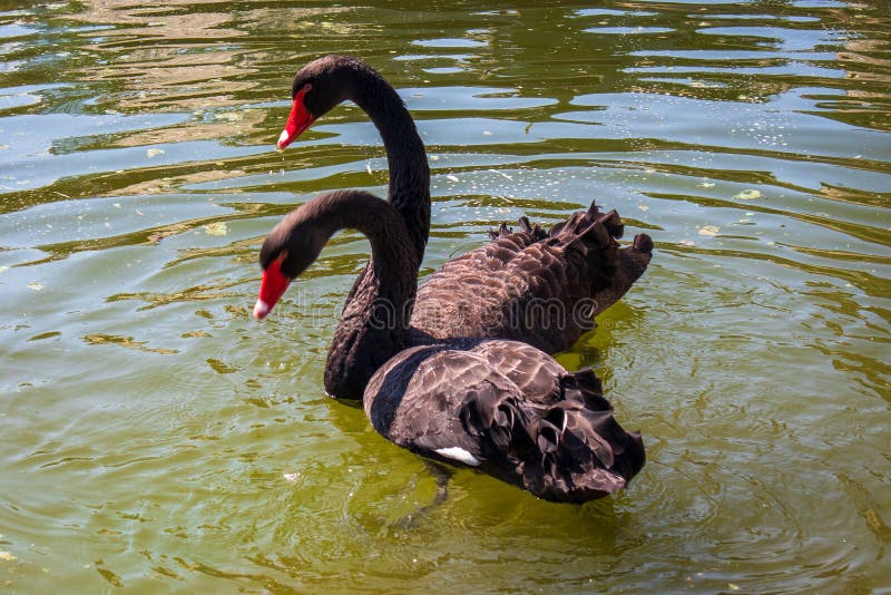 Coppia di cigni neri innamorati su un piccolo lago immagini stock Coppia di cigni neri innamorati su un piccolo lago immagini stock