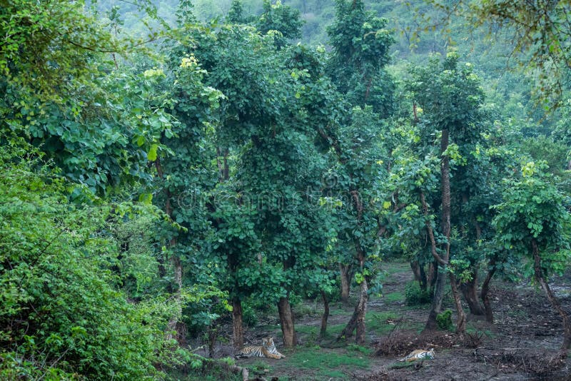 Coppia di tigri bengalesi selvatiche che riposano in un abode naturale appena dopo la pioggia in un luogo paesaggistico nella ris immagine stock Coppia di tigri bengalesi selvatiche che riposano in un abode naturale appena dopo la pioggia in un luogo paesaggistico nella ris immagine stock