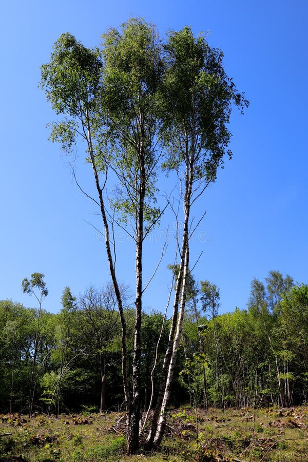 coppice trees coppice trees