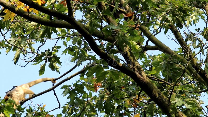 Coppie degli svarioni neri nella cima degli alberi