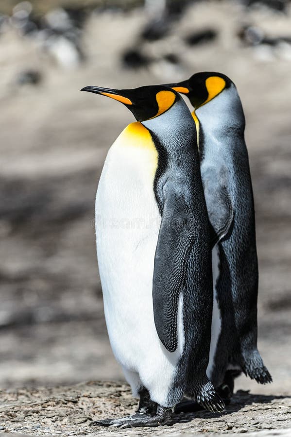 Coppie dei pinguini di re. fotografie stock
