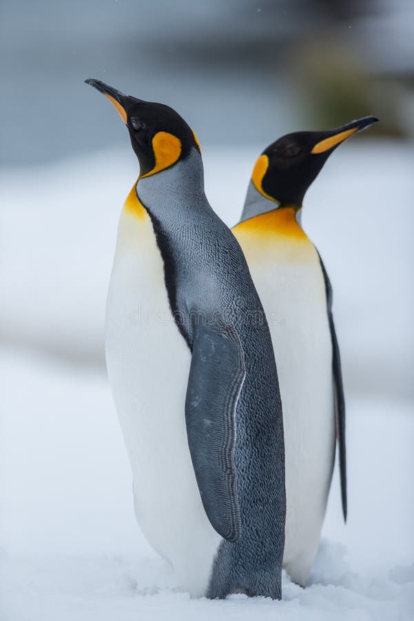 Coppie dei pinguini di re fotografia stock libera da diritti