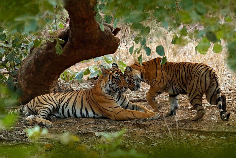 Coppie della tigre indiana, maschio nella sinistra, femminile nella destra, prima pioggia, animale selvatico, habitat della natur immagini stock