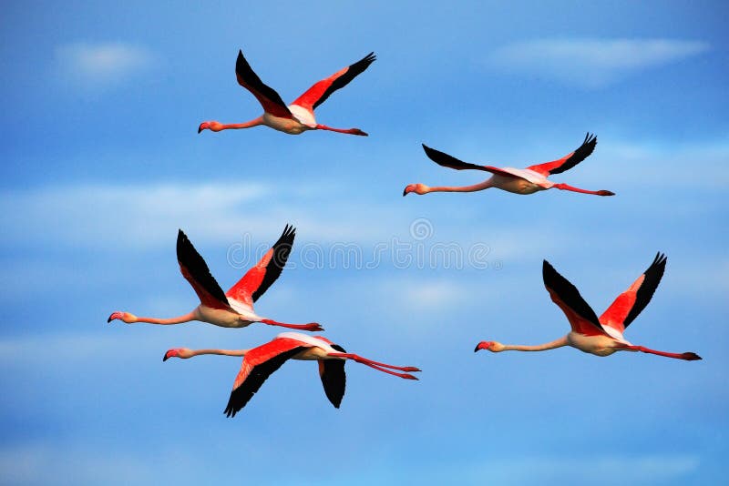 Coppie di volo il grande fenicottero rosa piacevole dell'uccello, ruber di Phoenicopterus, con chiaro cielo blu con le nuvole, Ca