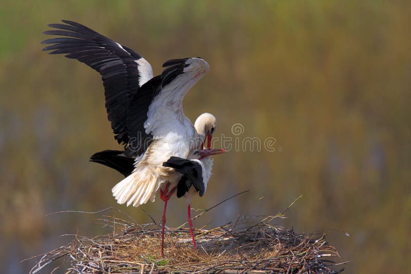 Coppie gli uccelli della cicogna bianca su un nido fotografia stock libera da diritti Coppie gli uccelli della cicogna bianca su un nido fotografia stock libera da diritti