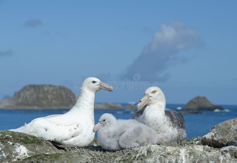 Coppie le procellarie del sud con il pulcino fotografie stock libere da diritti Coppie le procellarie del sud con il pulcino fotografie stock libere da diritti
