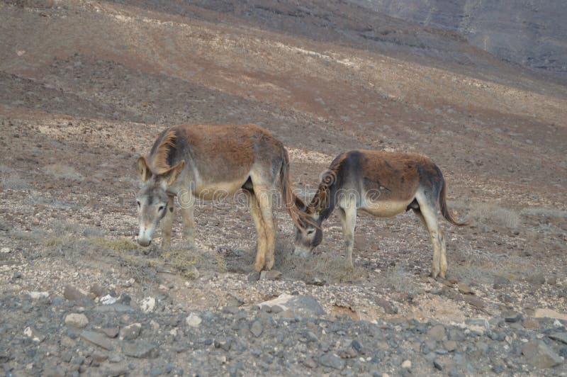 Coppie romantiche degli asini che mangiano nel deserto in Punta Jandia 3 luglio 2013 Punta Jandia, Pajara, Fuerteventura, isole C fotografia stock libera da diritti Coppie romantiche degli asini che mangiano nel deserto in Punta Jandia 3 luglio 2013 Punta Jandia, Pajara, Fuerteventura, isole C fotografia stock libera da diritti