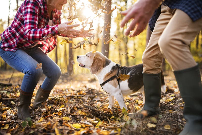 Coppie senior con il cane su una passeggiata in una foresta di autunno immagine stock Coppie senior con il cane su una passeggiata in una foresta di autunno immagine stock