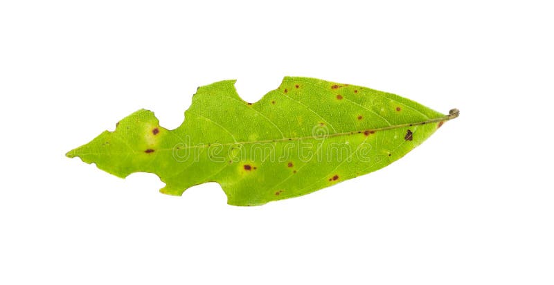 Copra di foglie con i fori, alimentari dai parassiti isolati su bianco