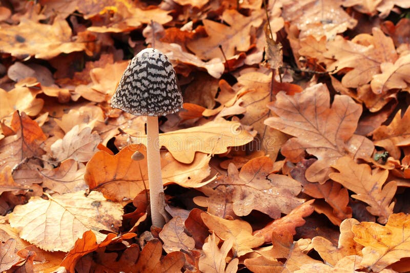 Coprinus comatus, shaggy ink cap mushroom