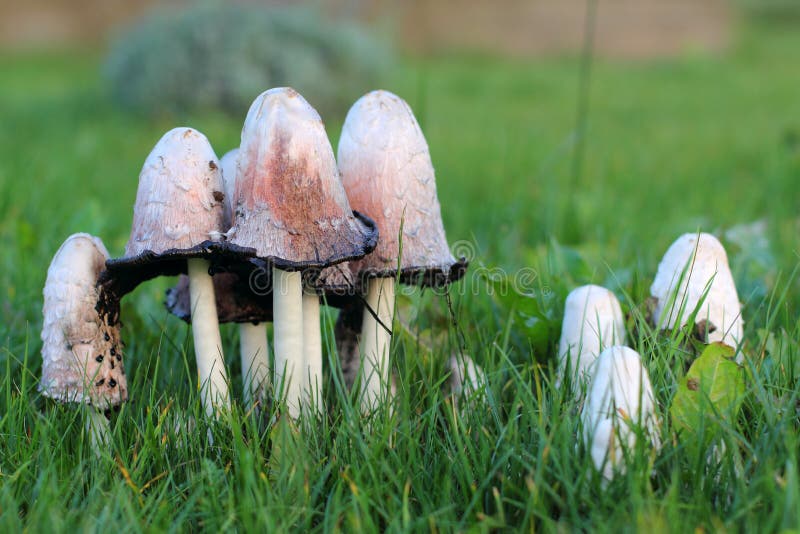 Coprinus Mushroom Growing in the Grass on the Lawn