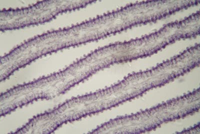 Coprinus Mushroom Under the Microscope Stock Image - Image of cell