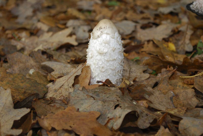 Coprinuscomatusen, det lurviga färgpulverlocket, peruk för advokat` s eller lurvig man, är en gemensam svamp som växer på gräsmat arkivbild Coprinuscomatusen, det lurviga färgpulverlocket, peruk för advokat` s eller lurvig man, är en gemensam svamp som växer på gräsmat arkivbild