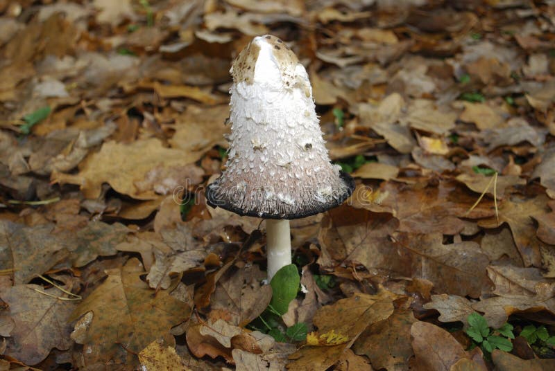 Coprinuscomatusen, det lurviga färgpulverlocket, peruk för advokat` s eller lurvig man, är en gemensam svamp som växer på gräsmat royaltyfria foton Coprinuscomatusen, det lurviga färgpulverlocket, peruk för advokat` s eller lurvig man, är en gemensam svamp som växer på gräsmat royaltyfria foton
