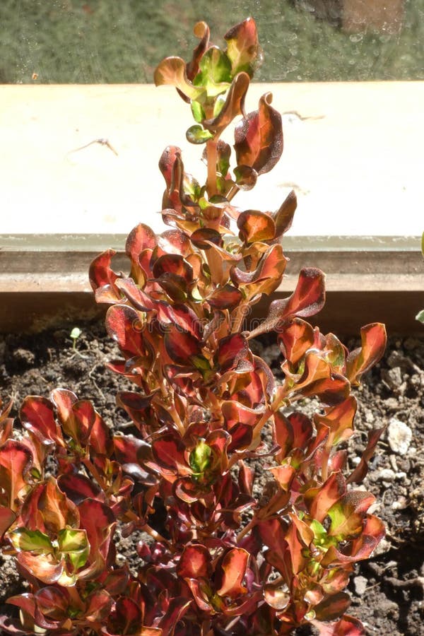Coprosma Repens Ηλιοβασίλεμα στοκ εικόνες