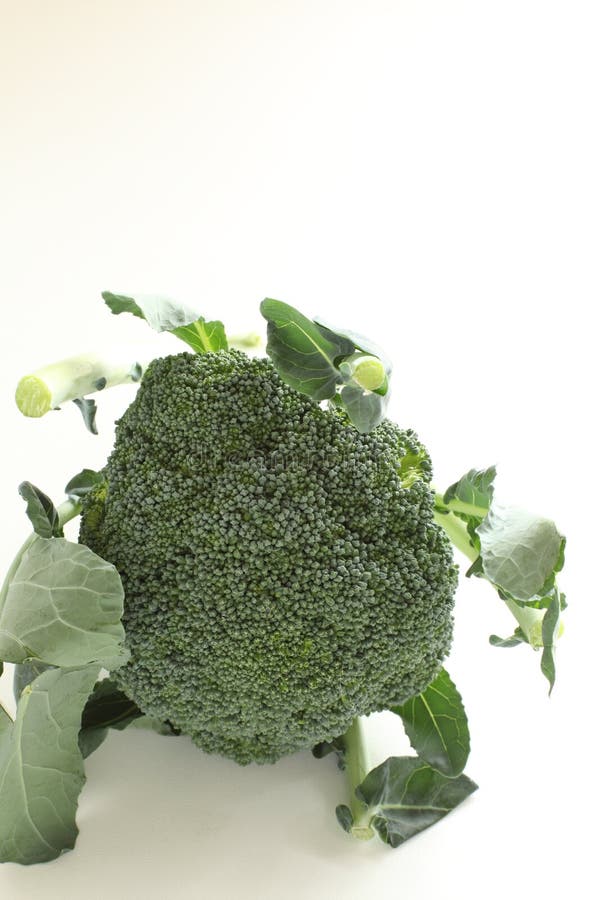 Freshness Broccoli from Japan on White Background Stock Photo Image of green, ingredient