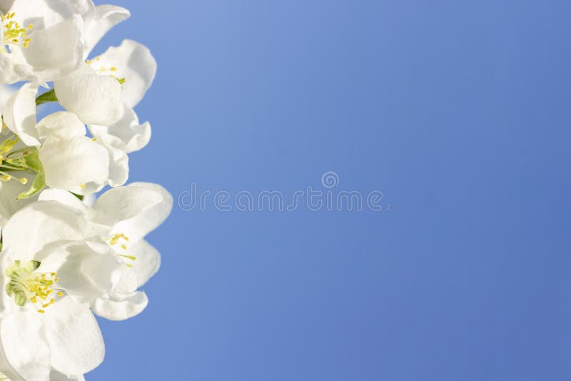 Copyspace background spring flowering trees apple orchard royalty free stock photography Copyspace background spring flowering trees apple orchard royalty free stock photography