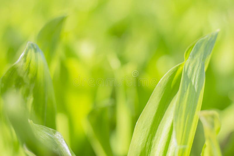 Background Texture Green Leaves Grass with a Blurred Background Stock