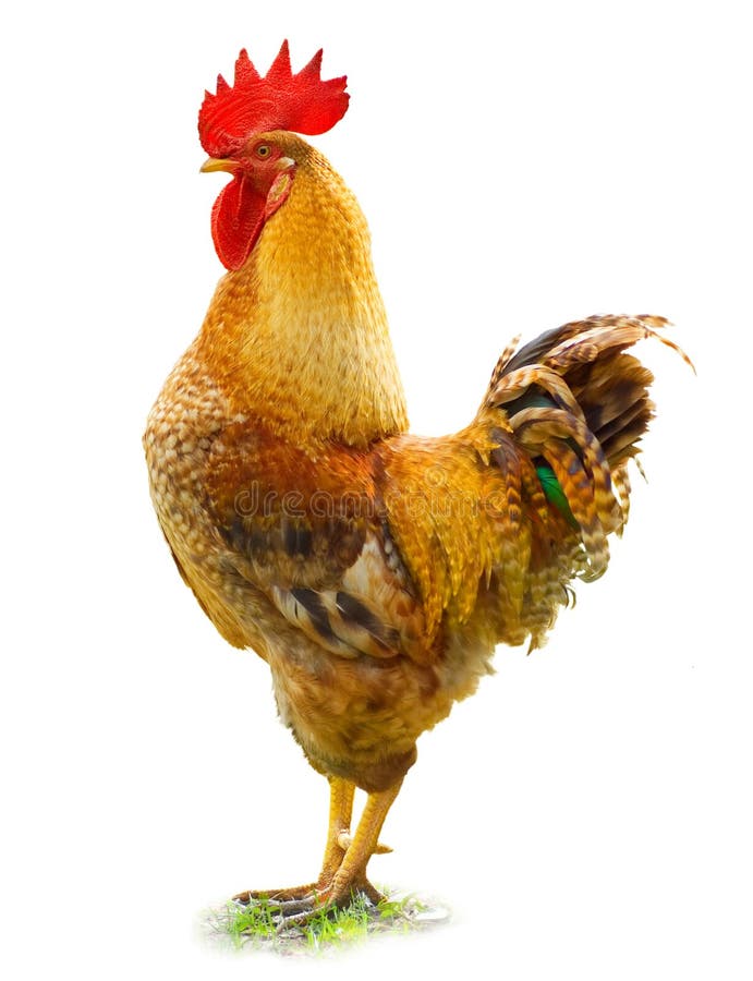 Coq Coq