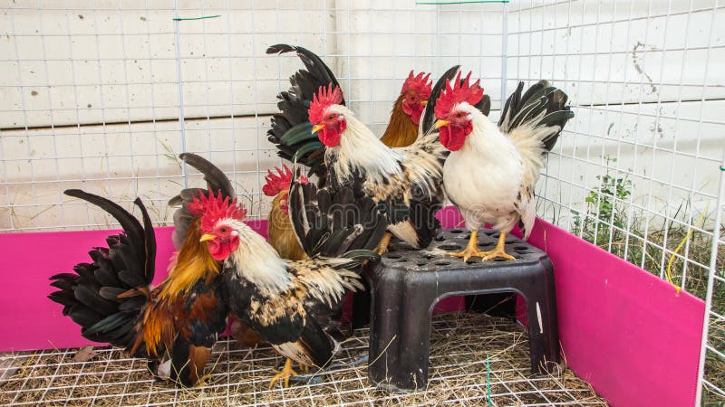 Coq photo libre de droits Coq photo libre de droits