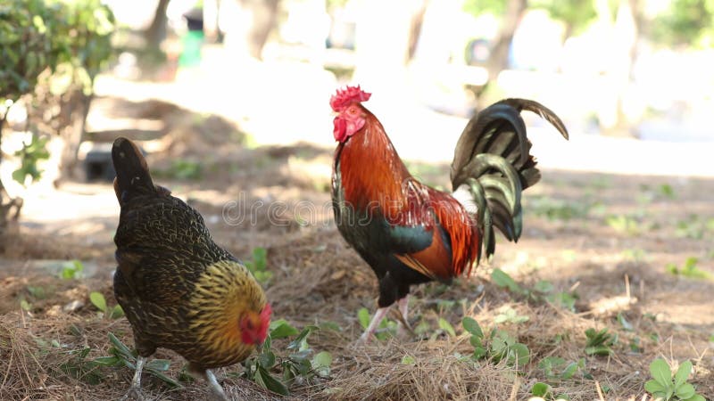 Coq avec le plumage orange vert et noir et une poule noire et or avec leurs becs au sol à la recherche de nourriture banque de vidéos